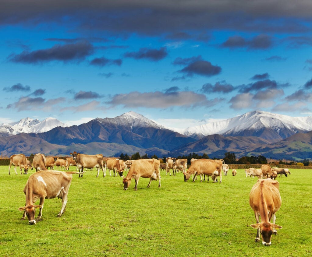 The Power of Grass-Fed Whey Protein Over All Else