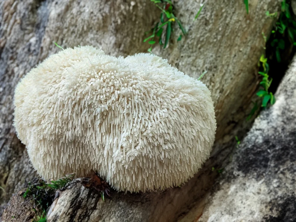 Power of Lion's Mane and Cordyceps for Fitness Enthusiasts!