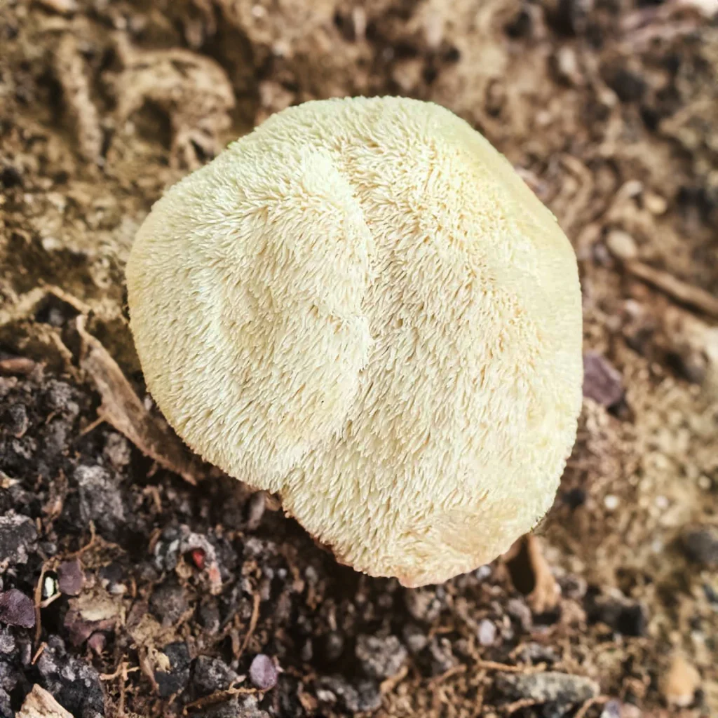 1 Power of Lion's Mane and Cordyceps for Fitness Enthusiasts!